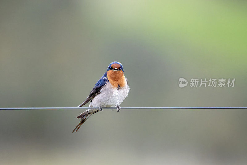 欢迎吞咽(Hirundo neoxena)